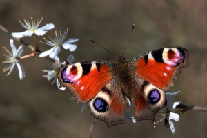 "Peacock butterfly (inachis io) 2" by Charlesjsharp - Own work, from Sharp Photography, sharpphotography. Licensed under CC BY-SA 3.0 via Wikimedia Commons - https://commons.wikimedia.org/wiki/File:Peacock_butterfly_(inachis_io)_2.jpg#/media/File:Peacock_butterfly_(inachis_io)_2.jpg